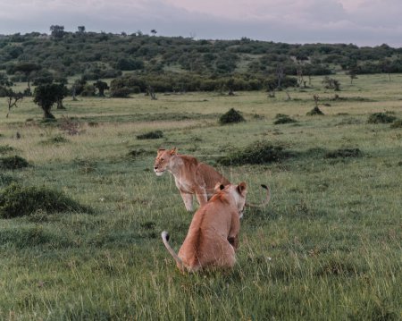 Alert lionesses scanning the savanna in Ol Pejeta.
