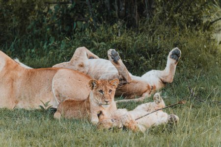 Lion cubs in repose, playful charm in Ol Pejeta