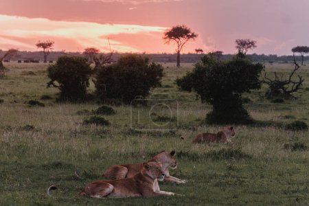 Löwen bei Sonnenuntergang, Ol Pejeta Conservancy, Kenia.