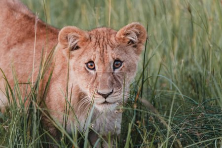 Lion cub lying in the grass at dawn, Masai Mara