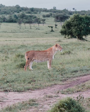 Lion pride bonding in the Ol Pejeta grasslands