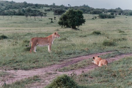 Lion pride bonding in the Ol Pejeta grasslands