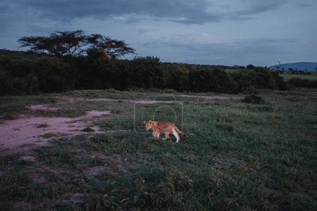 Lone lion cub on twilight patrol in Ol Pejeta.