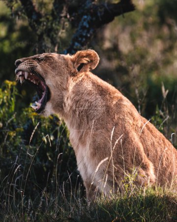 Young male lion roaring in Ol Pejeta Conservancy, Kenya