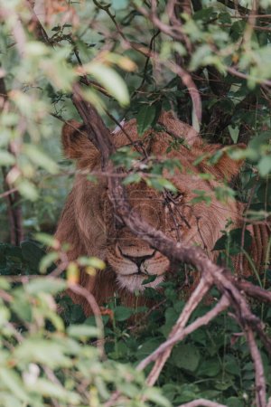 León camuflado en zonas verdes, Ol Pejeta, Kenia