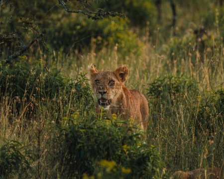 Prowling lionesses in Ol Pejeta's evening light.