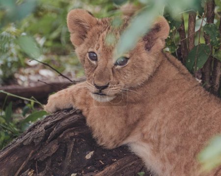 Lion cub in bush, Masai Mara, Kenya