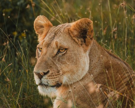Lioness in repose, soft gaze, Ol Pejeta Conservancy.