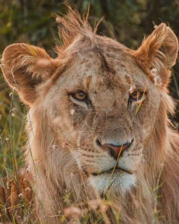 Primer plano de un león contemplativo, Ol Pejeta, Kenia