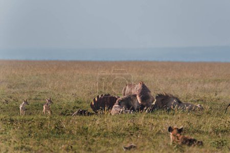 Löwen schlemmen Beute mit Hyäne, Ol Pejeta, Kenia