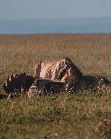 Lions feast on prey with hyena, Ol Pejeta, Kenya