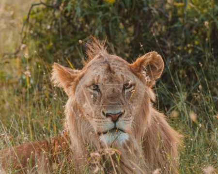 Gros plan d'un lion contemplatif, Ol Pejeta, Kenya