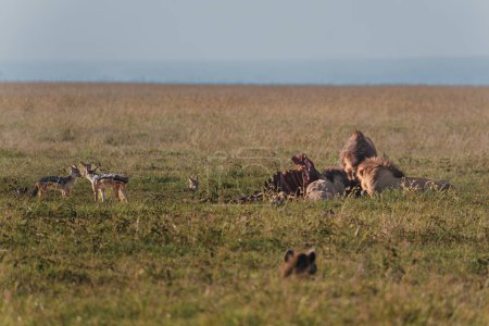 Löwen schlemmen Beute, Hyänen lauern, Ol Pejeta, Kenia
