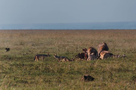 Lions feast on prey with hyena lurking over, Ol Pejeta, Kenya