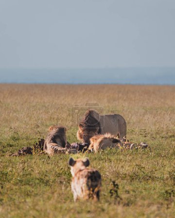 Los leones se alimentan de presas con hiena acechando, Ol Pejeta, Kenia
