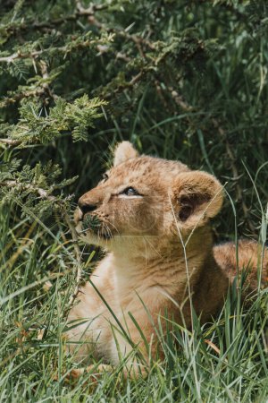 Cub gazes skyward amidst grass, Masai Mara