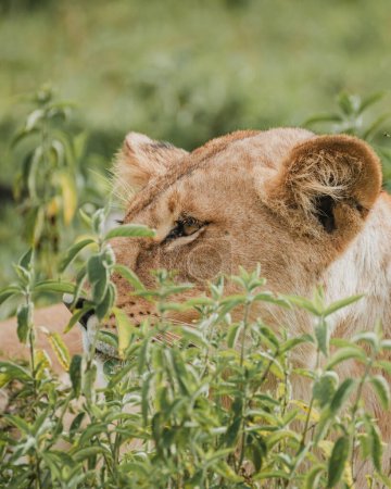 Löwin ruht in üppigem Mara-Grasland
