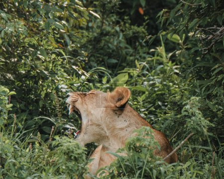 Lioness concealed in dense Mara foliage