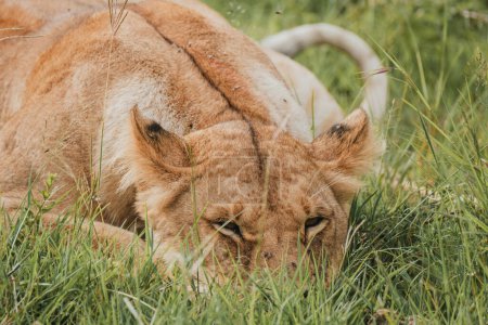 Lioness resting in lush Mara grassland