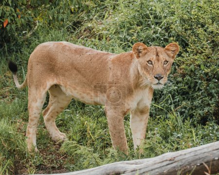 Lionne cachée dans un feuillage dense de Mara
