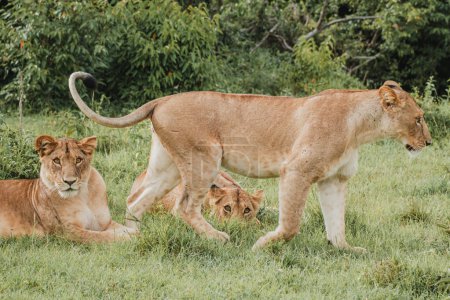 Alert lioness with cubs in a lush Masai Mara scene.