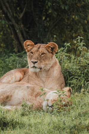 Löwin versteckt sich im dichten Mara-Laub