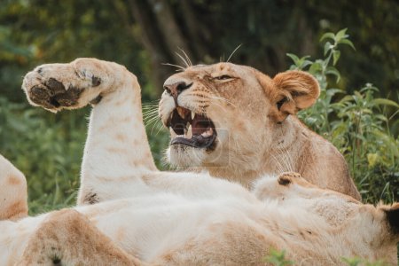 Playful lioness roars during a relaxed moment.