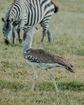 Kori bustard walking with zebra backdrop in Ol Pejeta