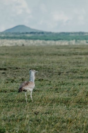 Kori bustard strides across Ol Pejeta grasslands