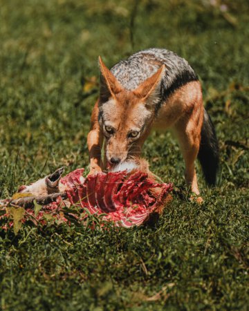 Le chacal se régale d'une carcasse à Masai Mara