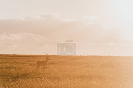 Impala solitario de pie en Ol Pejeta Conservancy