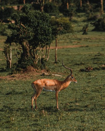 Impala mit markanten Hörnern im Sonnenlicht der Masai Mara