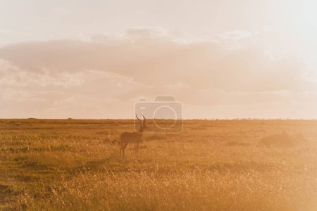 Lone impala standing in Ol Pejeta Conservancy