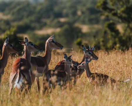 Manada de Impala en hierba dorada Masai Mara