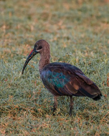 Hadada ibis alimentándose al amanecer, Masai Mara