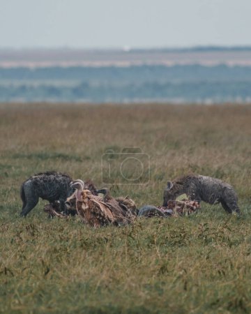 Hyenas and vultures sharing carcass in Masai Mara