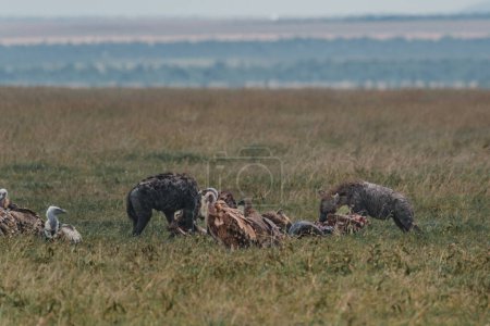 Hyènes et vautours partageant une carcasse à Masai Mara