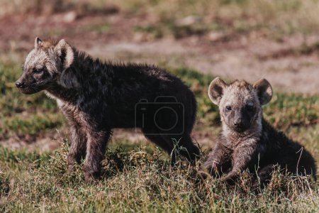 Hyänenjungen spielen im Ol Pejeta Conservancy