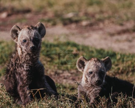 Hyena cubs playing in Ol Pejeta Conservancy