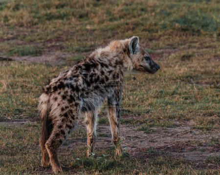 Alerta hiena en Masai Mara llanura al atardecer