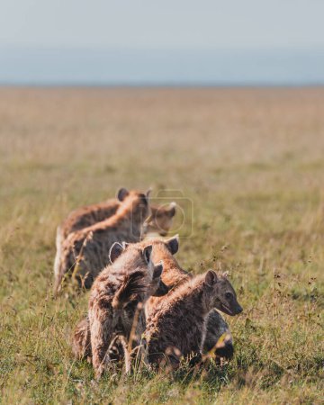 Hyena family on the move in Masai Mara