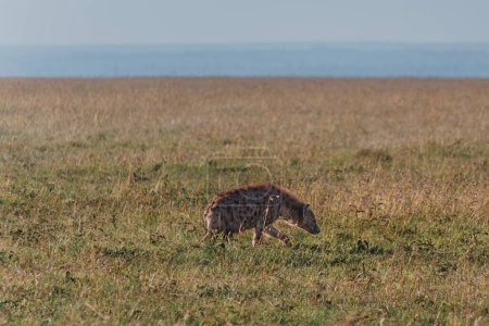 Hyena in, Masai Mara grasslands