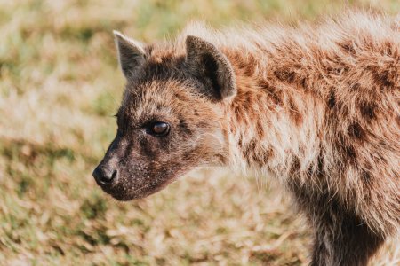 Close-up of a hyena's gaze, Masai Mara grasslands