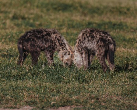 Junge gefleckte Hyäne auf den Wiesen von Ol Pejeta