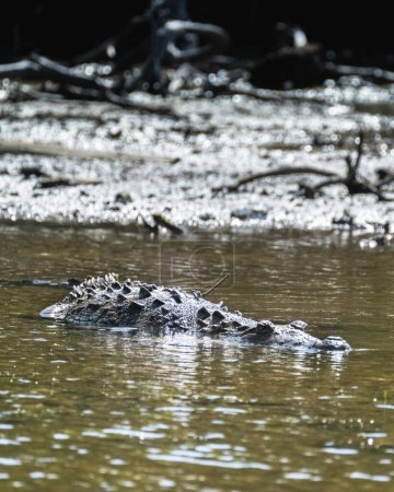 Crocodile rôdant dans les eaux boueuses sous le soleil, Cozumel, Mexique