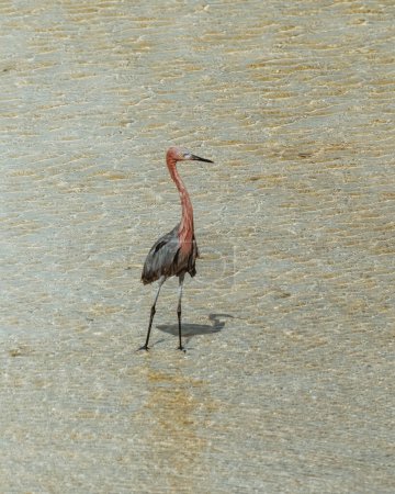 Reddish egret wading through shallow waters in Cozumel, Mexico