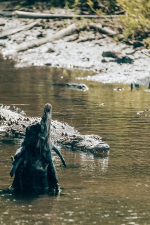 Téléchargez les photos : Crocodile rôdant dans les eaux boueuses sous le soleil, Cozumel, Mexique - en image libre de droit