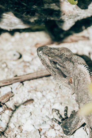 Primer plano de una iguana en su hábitat rocoso natural, Cozumel, México