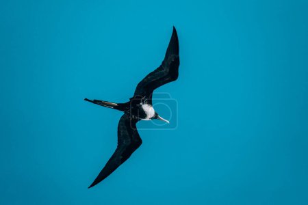 Magnificent frigatebird soaring in a clear blue sky, Cozumel, Mexico