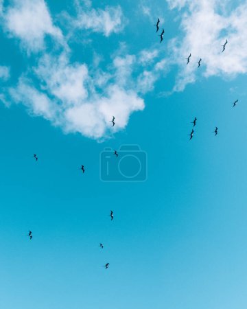 Magnífico frigatebird volando en un cielo azul claro, Cozumel, México